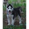 2 Male Electric Blue Eyes,husky Pups For Adoption