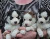 Siberian Huskies Puppies Available