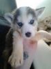 ^Siberian Husky Puppies^for free