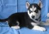 Adorable siberian husky Puppies for Adoption
