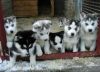 Adorable and Charming Siberian Husky Puppies