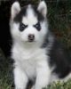 Siberian husky puppy for a good home