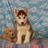 friendly and playful Siberian Husky puppies