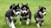 gergous siberine husky pupies for a new home