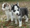 male and female Siberian Husky Puppies