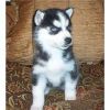 Cute Black And White Siberian Husky Puppies