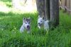 Miniature Husky puppies