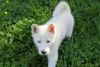 Pretty Siberian Husky Puppies for adoption