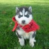 Well Trained Siberian Husky Pups For Adoption