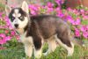 Siberian Husky Puppies. Text Us (xxx) xxx-xxx0