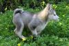 Siberian HuskyPuppies for adoption text