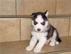 11weeks old husky puppies for sale