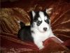 Registered Blue Eyes Husky Puppies For Re-homing.