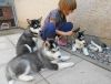 gorgeous Siberian husky puppies for a new home