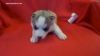 pretty husky puppies for sale