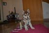gergeous siberian husky puppies for a new home