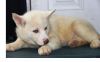 Beautiful registered Siberian Husky puppies