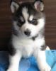 cute and lovely Siberian Husky Puppy