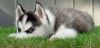 Blue Eye Siberian Husky Puppy Available