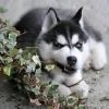 Akc Champion Bloodlined Siberian Husky Puppy