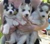 AKC SIberian Husky Puppies
