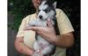 Siberian husky puppies want forever home