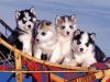 playful Siberian Husky pups for sale i