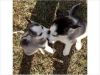 Purebred Siberian Huskies Puppies For Adoption
