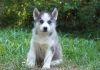 Siberian Husky Puppies For Adoption.
