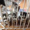 sweet siberian husky pups for lil adoption fee