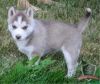 healthy Siberian husky puppies for adoption