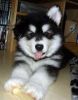 Charming Pomsky Puppies Available