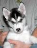 Healthy Male And Female Siberian Husky Puppies