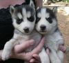 Husky Pups Available for Adoption