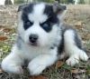 We have two amazing Siberian husky puppies
