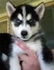 AKC Siberian Huskies puppies available