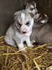 vxxd fine husky puppies for sale