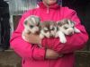 nice siberian husky puppies seeking a home