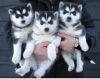 brave male and female huskie for sale