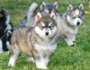 Lovely Kc Siberian Husky Puppies For Sale