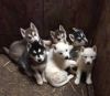 9 weeks old Siberian husky puppies for sale