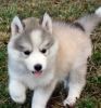 baby siaberian husky for a new home