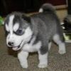 siberian husky puppy for a new home
