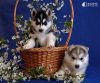 Cute and loving Siberian Husky puppies