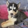 Adorable Siberian Husky Puppies For Sale
