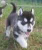 Siberian Husky Puppies Blue Eyes.(xxx) xxx-xxx0