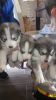 Siberian Husky Puppies 2 Girls And 1 Boy Left