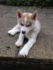 Outstanding Husky Puppies for adoption