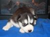 Amazing Male And Female Siberian Husky Puppies