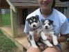 2 Siberian husky puppies for adoption